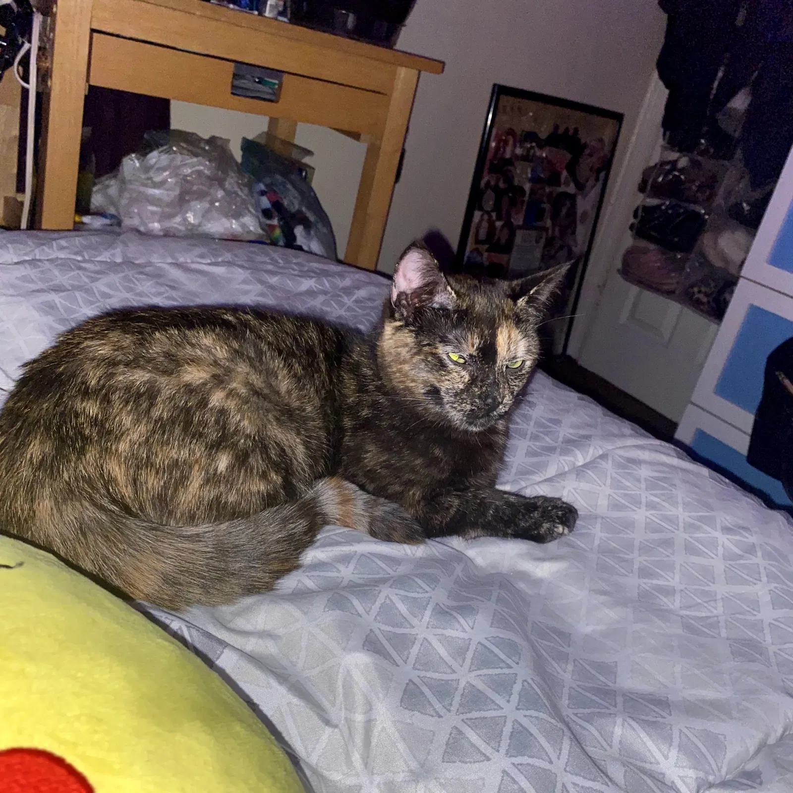 Lost cat in Epping, NH, 3042