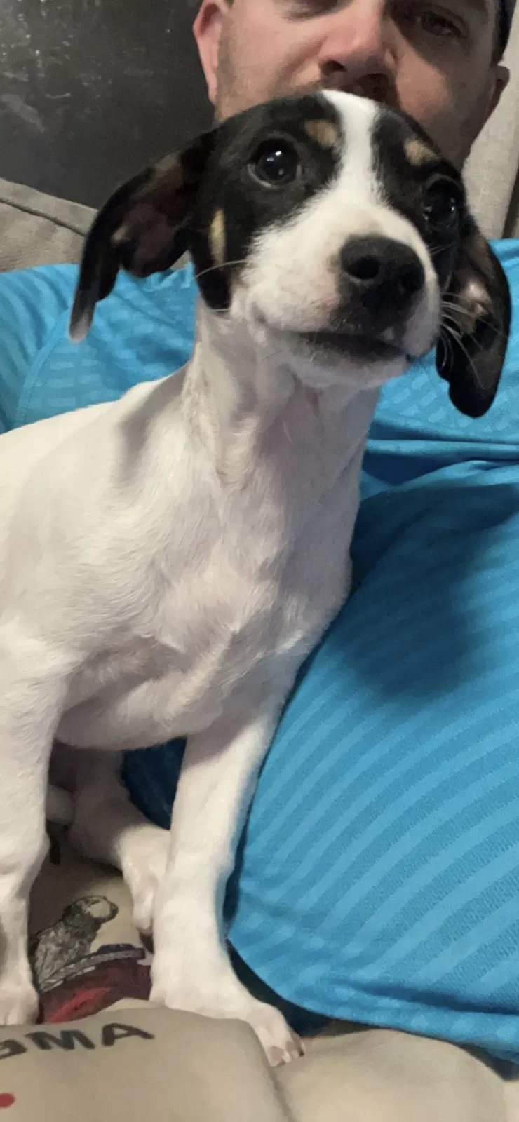 Lost dog in Corrales, NM, 87048