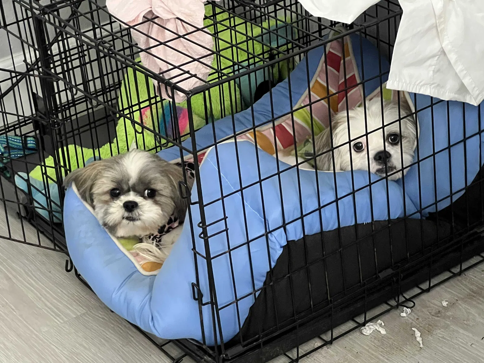 Lost dog in Houston, TX, 77072