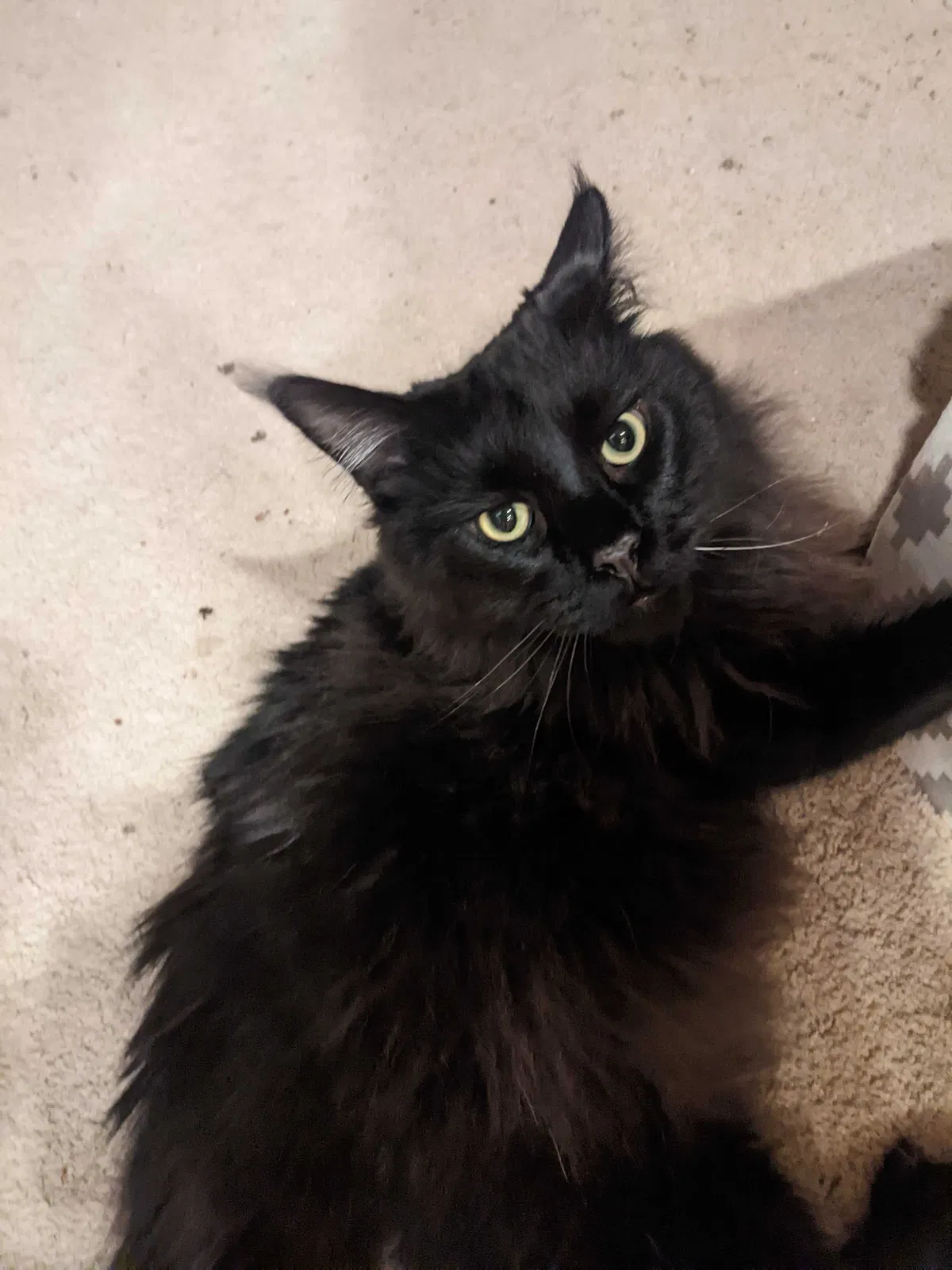 Lost cat in Snohomish, WA, 98296