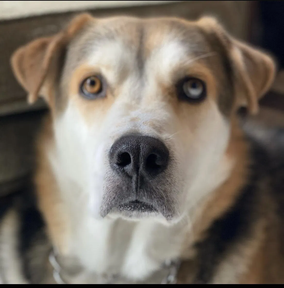 Lost dog in Venice, CA, 90291