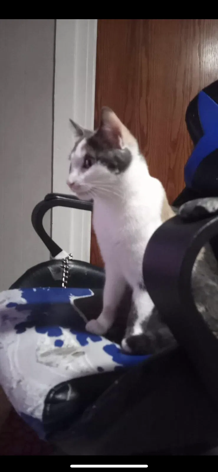 Lost cat in Menasha, WI, 54952