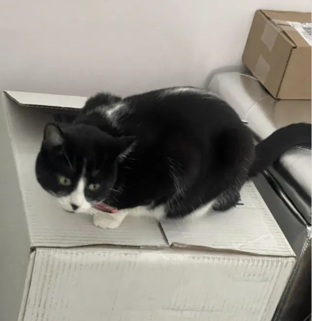 Lost cat in Carmel, IN, 46033