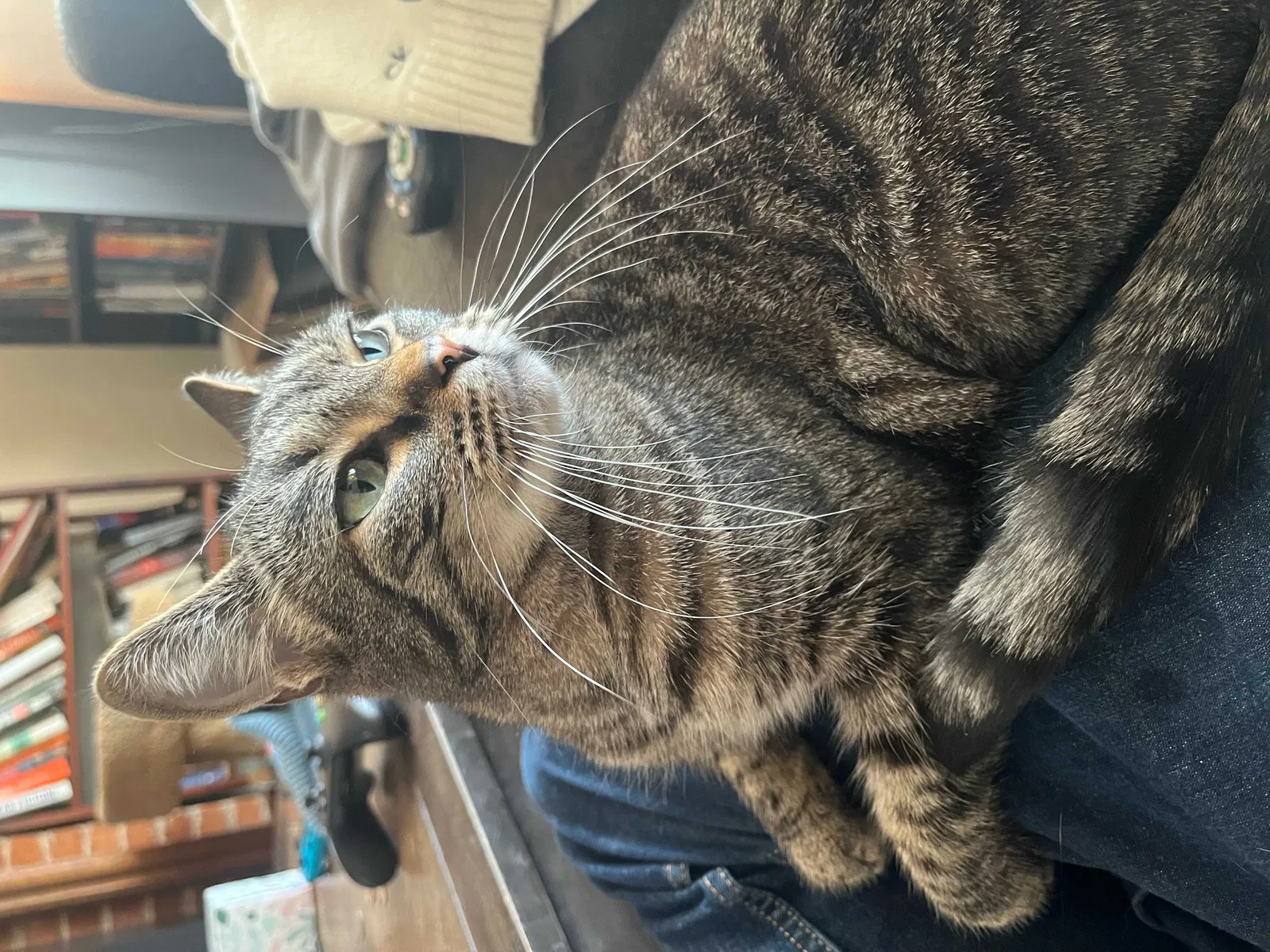 Lost cat in Pittsburgh, PA, 15221