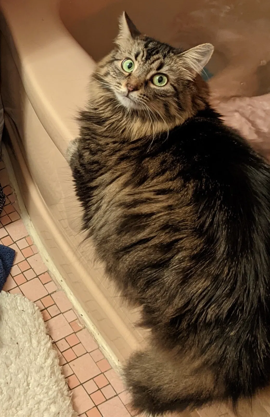 Lost cat in Pittsburgh, PA, 15217
