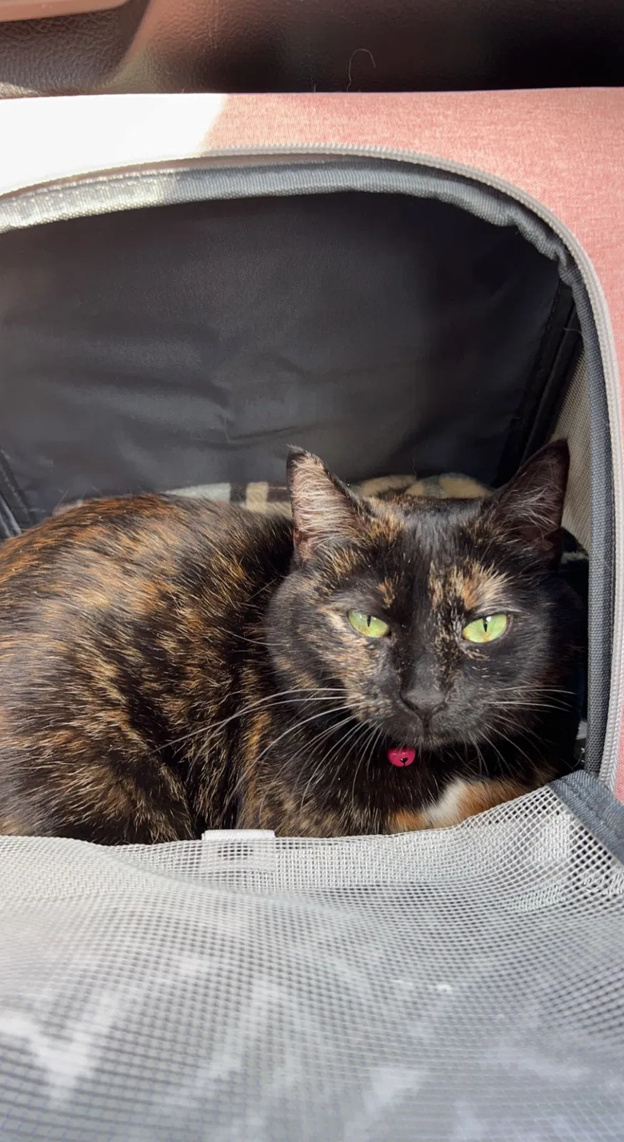 Lost cat in East Lansing, MI, 48823