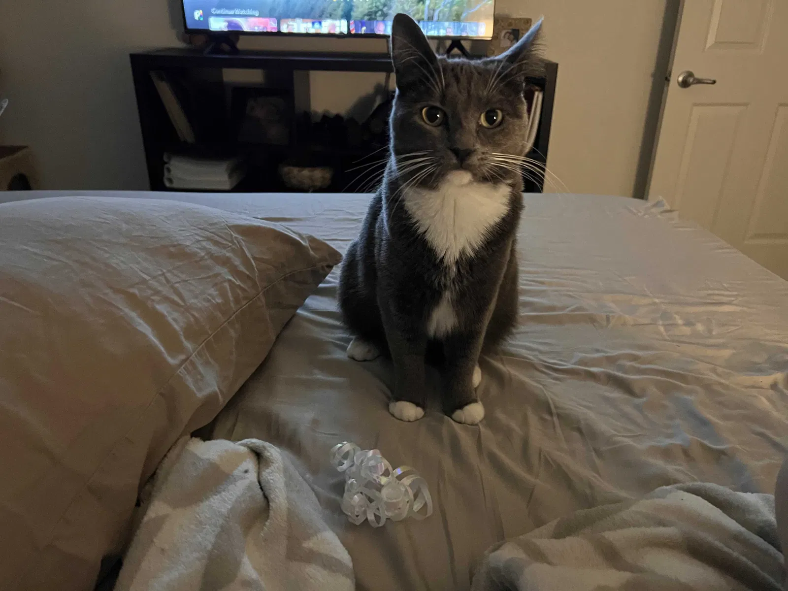 Lost cat in San Diego, CA, 92108