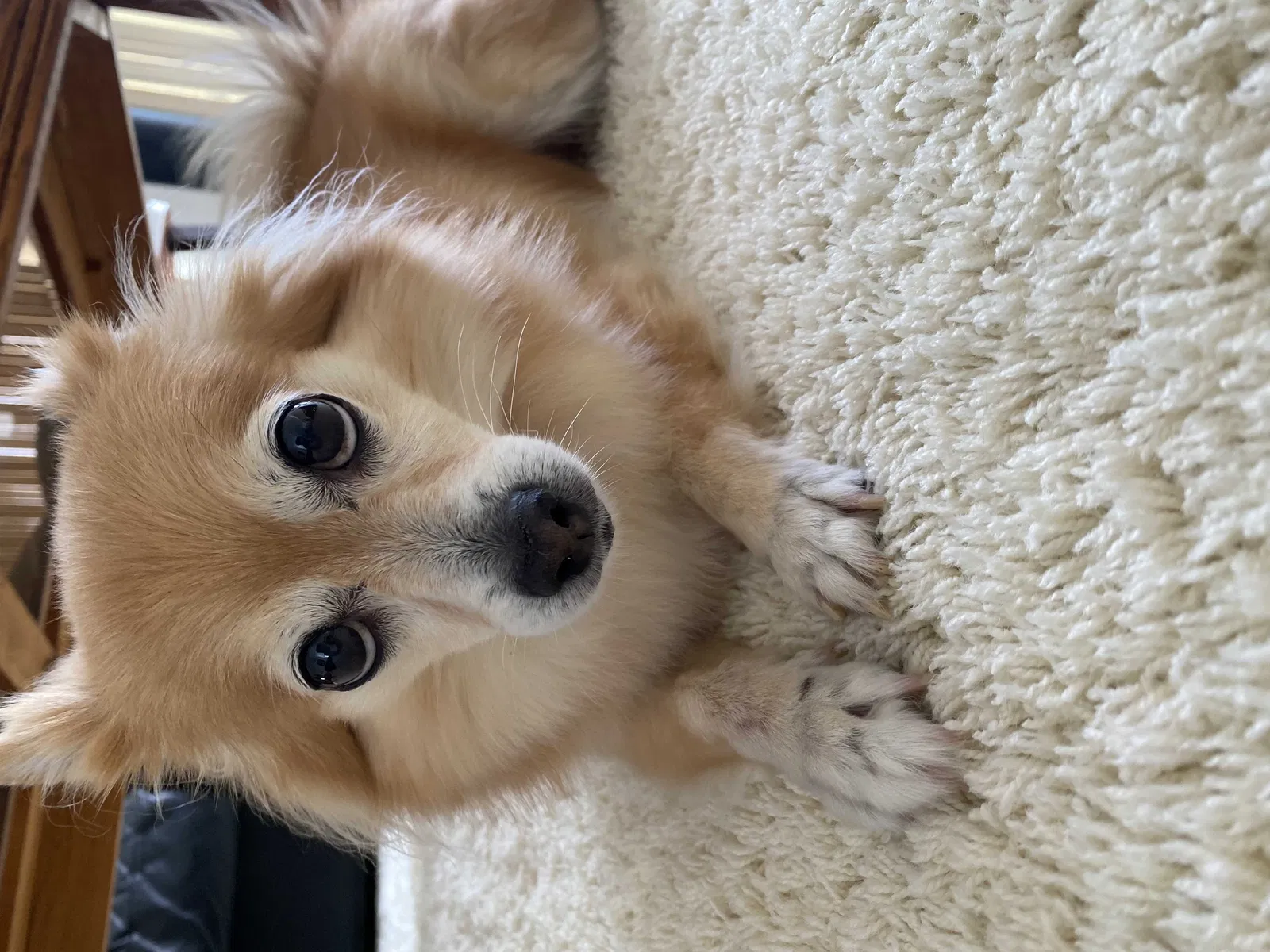Lost dog in Honolulu, HI, 96816