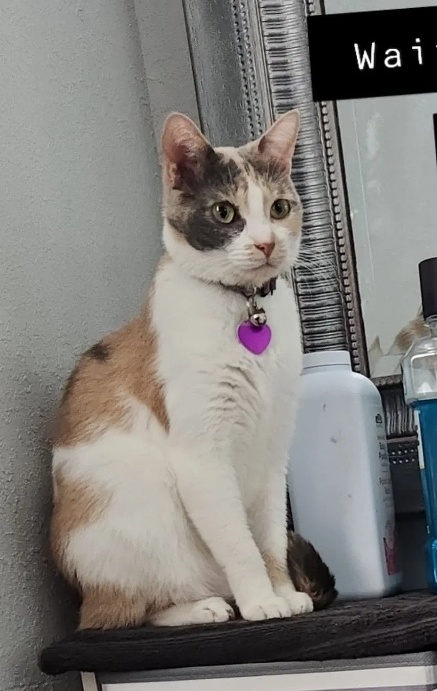 Lost cat in Santa Fe, TX, 77510