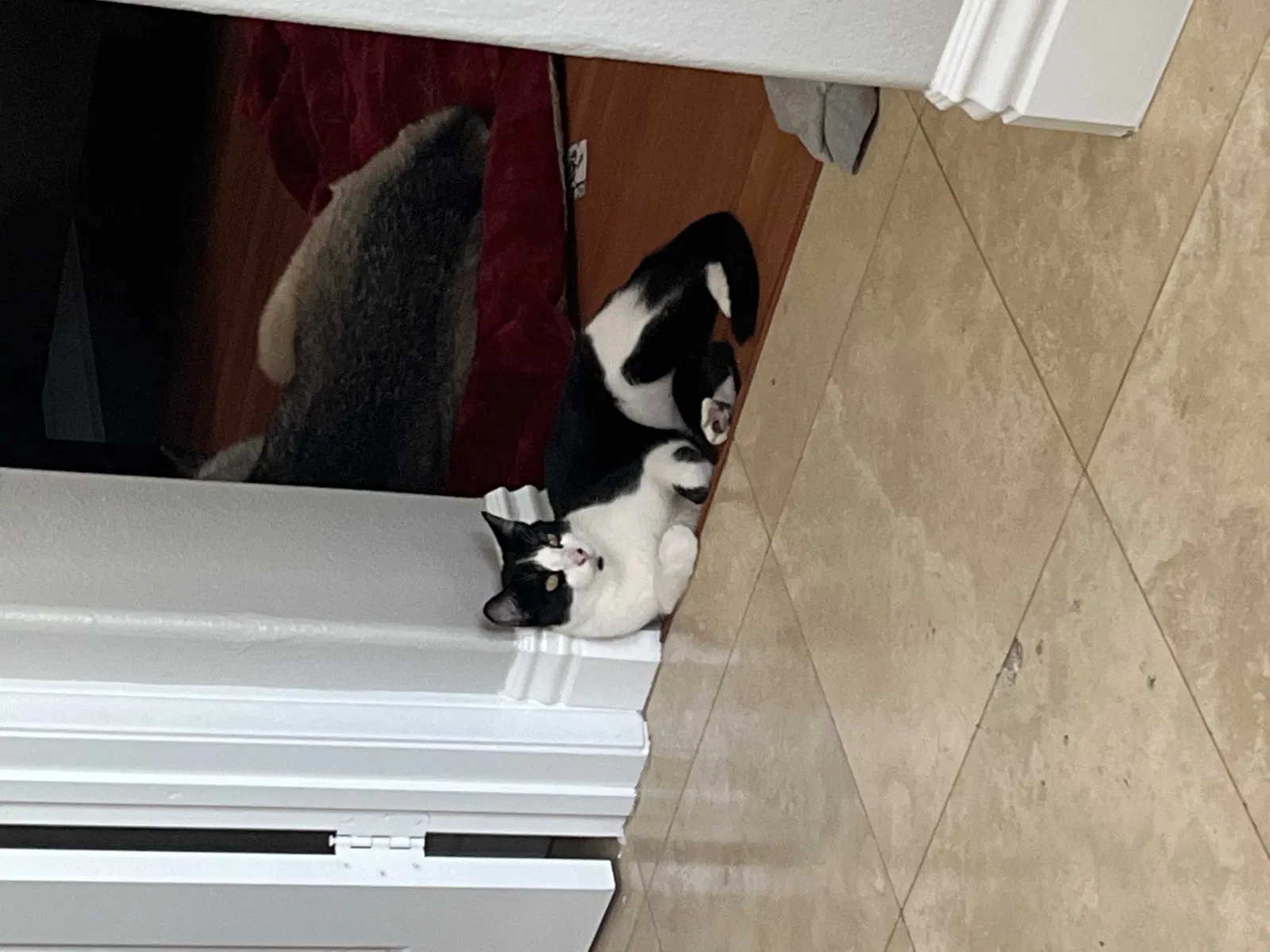 Lost cat in Mission Viejo, CA, 92692