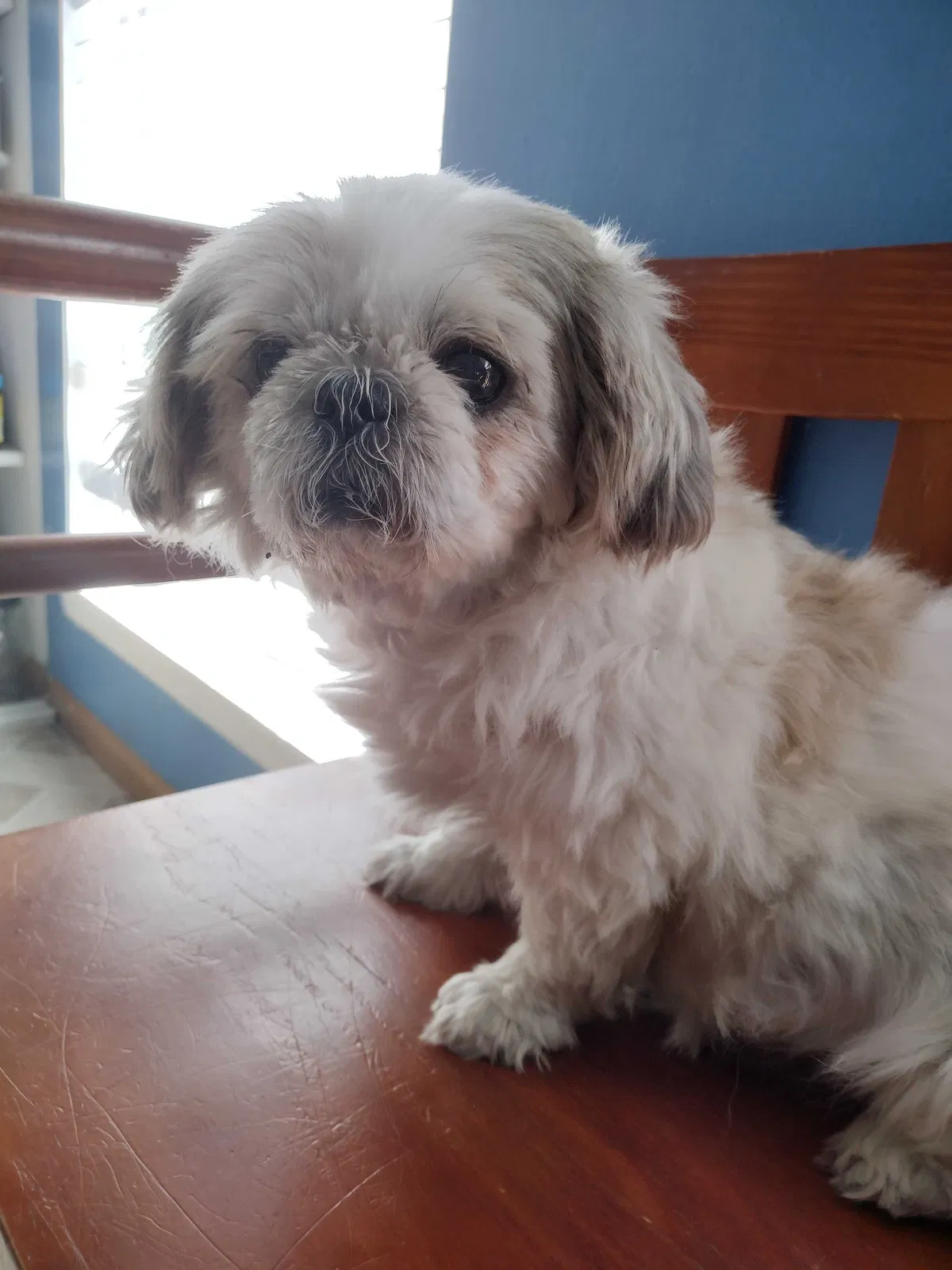 Lost dog in Romeoville, IL, 60446