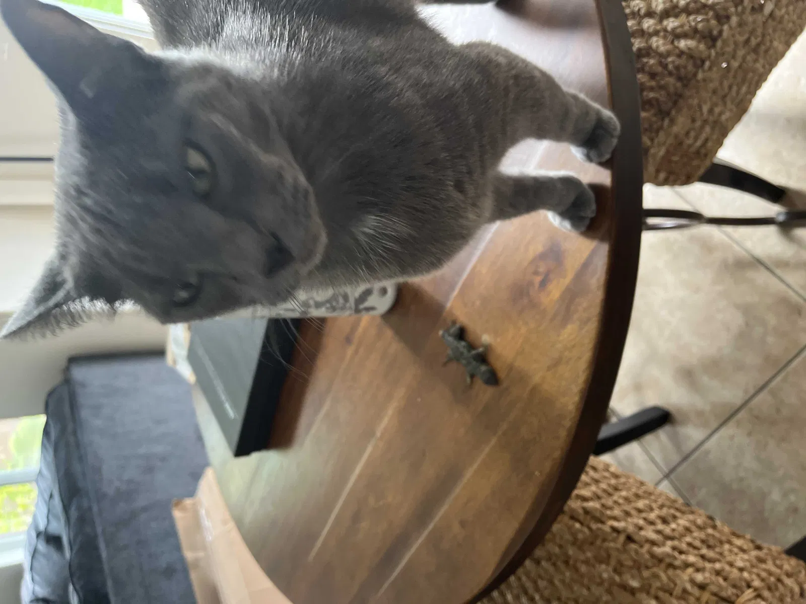 Lost cat in Mission Viejo, CA, 92692