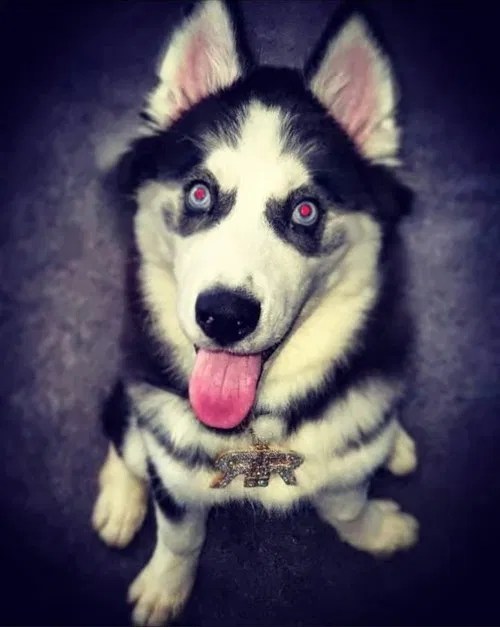 Lost dog in Fayetteville, GA, 30215
