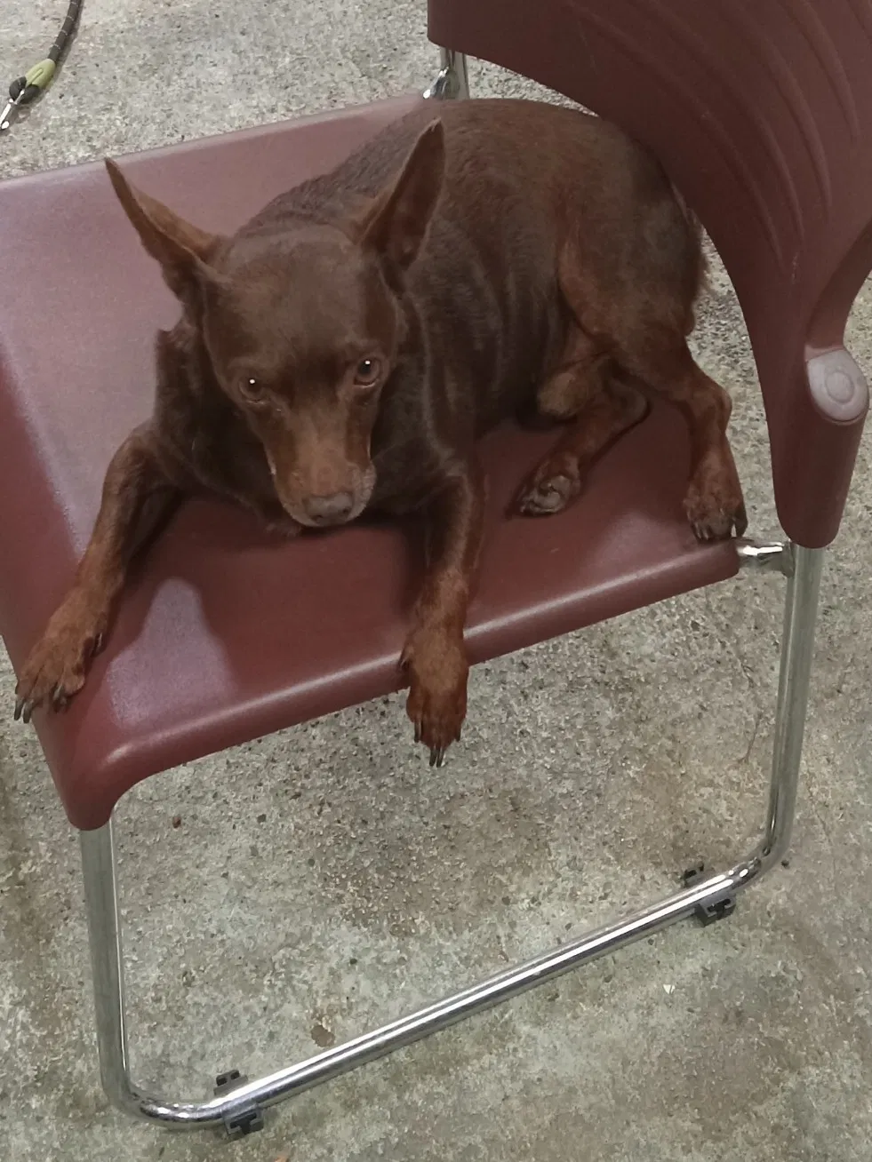 Lost dog in Woodruff, SC, 29388