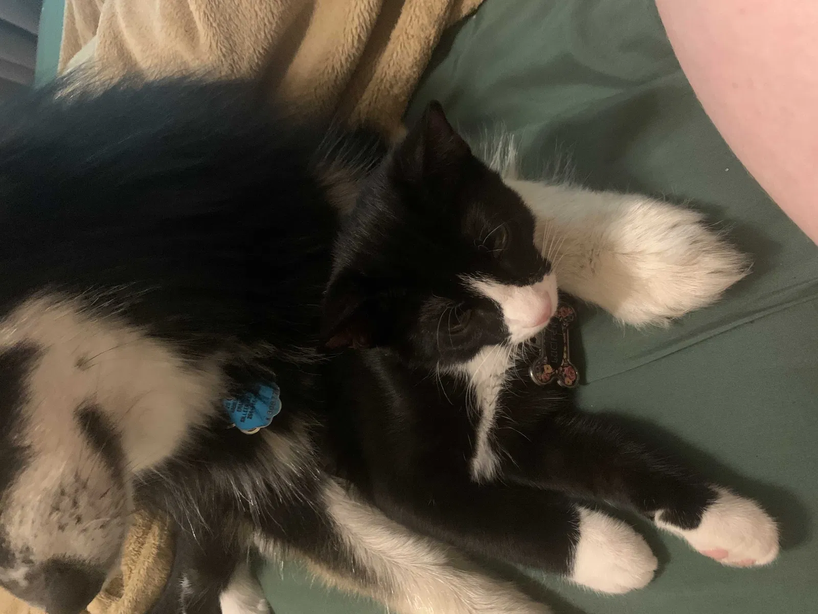 Lost cat in Temple, TX, 76502