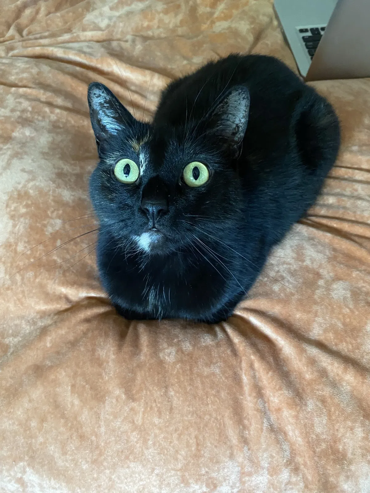 Lost cat in Austin, TX, 78745
