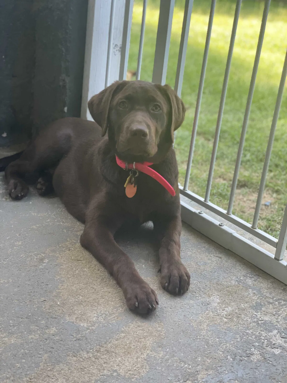 Lost dog in Saint George, SC, 29477