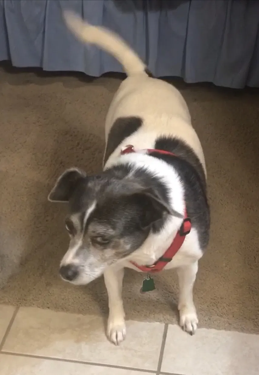 Lost dog in Bessemer, AL, 35022