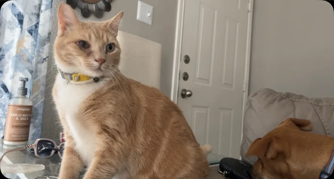 Lost cat in Tomball, TX, 77375