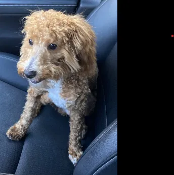 Lost dog in Lansdale, PA, 19446