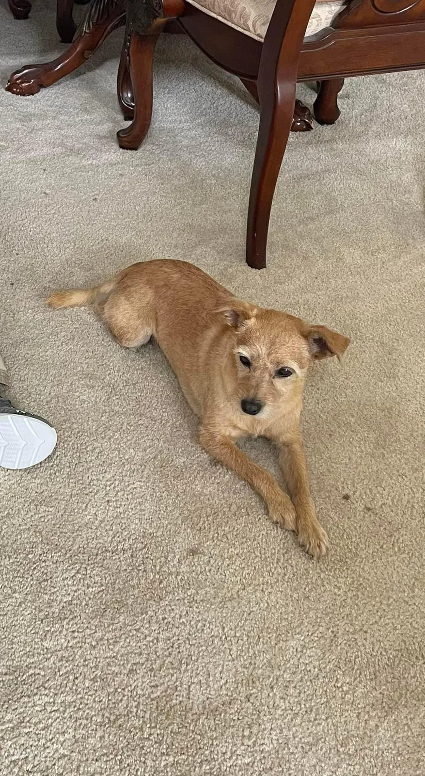 Lost dog in Stockton, CA, 95212
