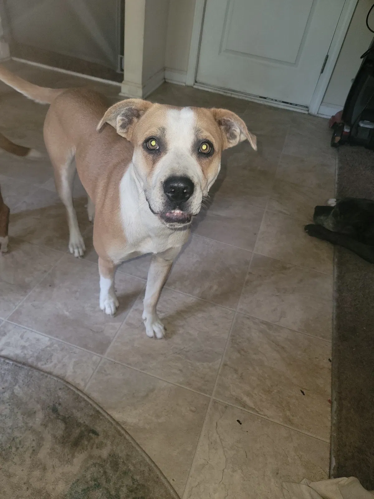 Lost dog in Elgin, SC, 29045