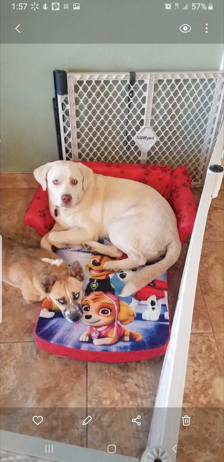 Lost dog in Las Vegas, NV, 89104