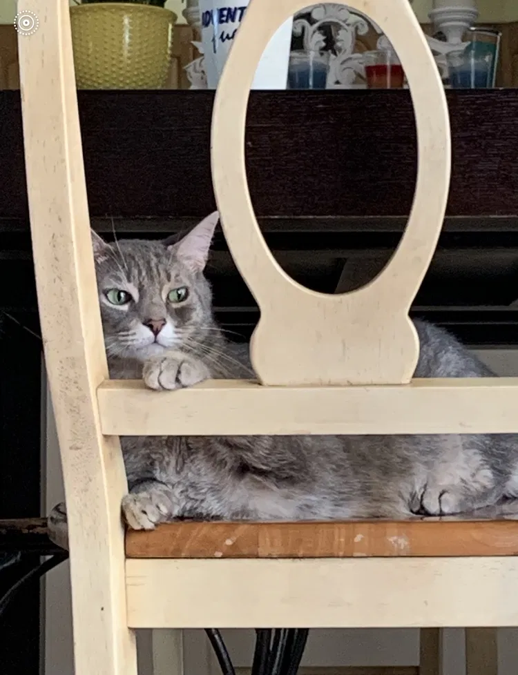 Lost cat in Boynton Beach, FL, 33472