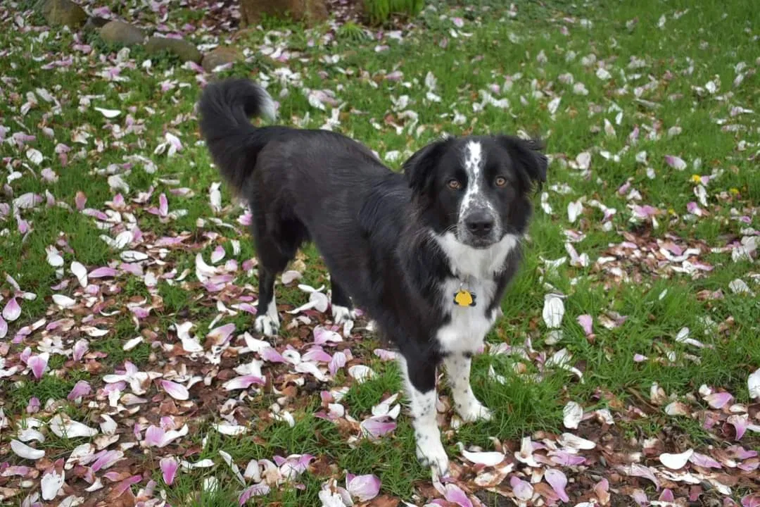Lost dog in Coloma, MI, 49038