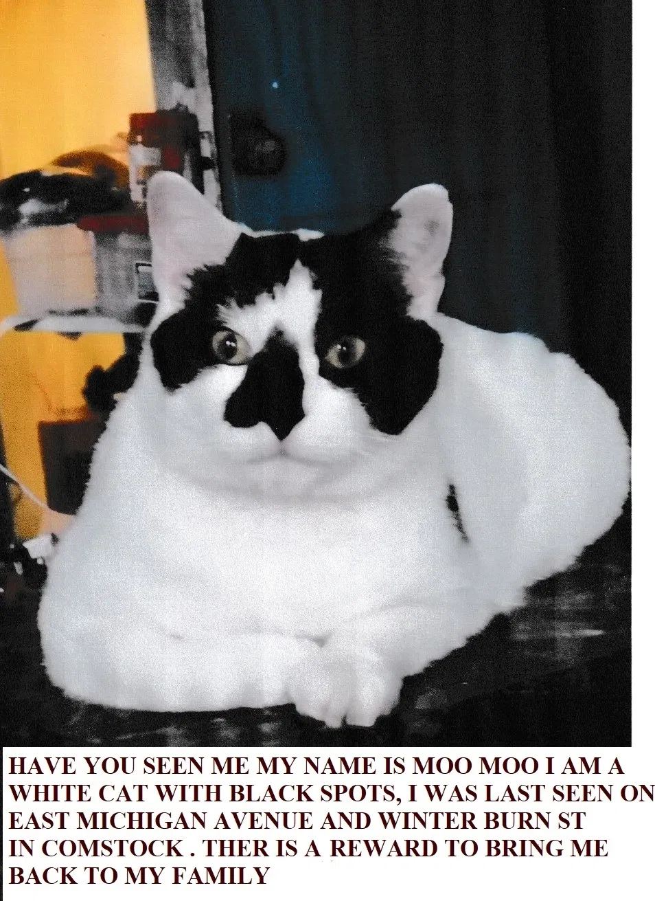 Lost cat in Kalamazoo, MI, 49048