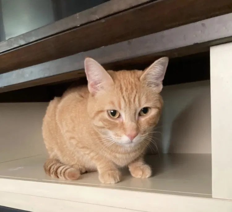 Lost cat in Sioux Falls, SD, 57104