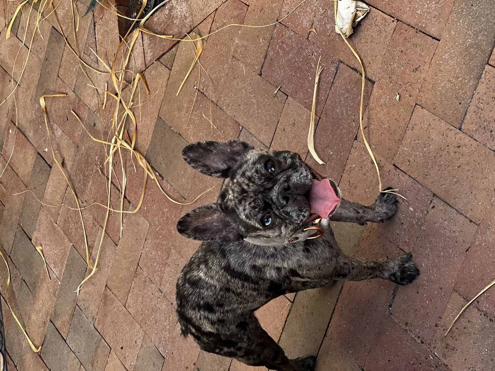 Lost dog in Phoenix, AZ, 85004