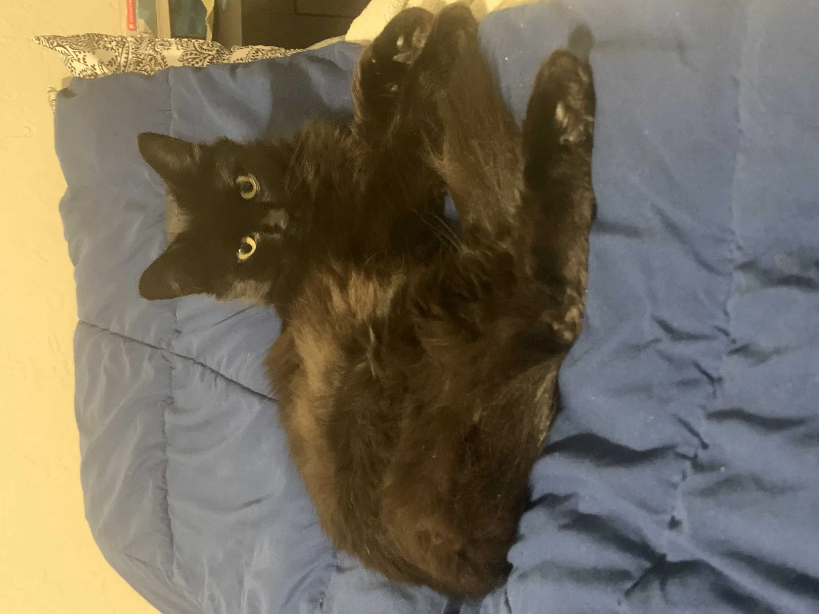Lost cat in El Cerrito, CA, 94530