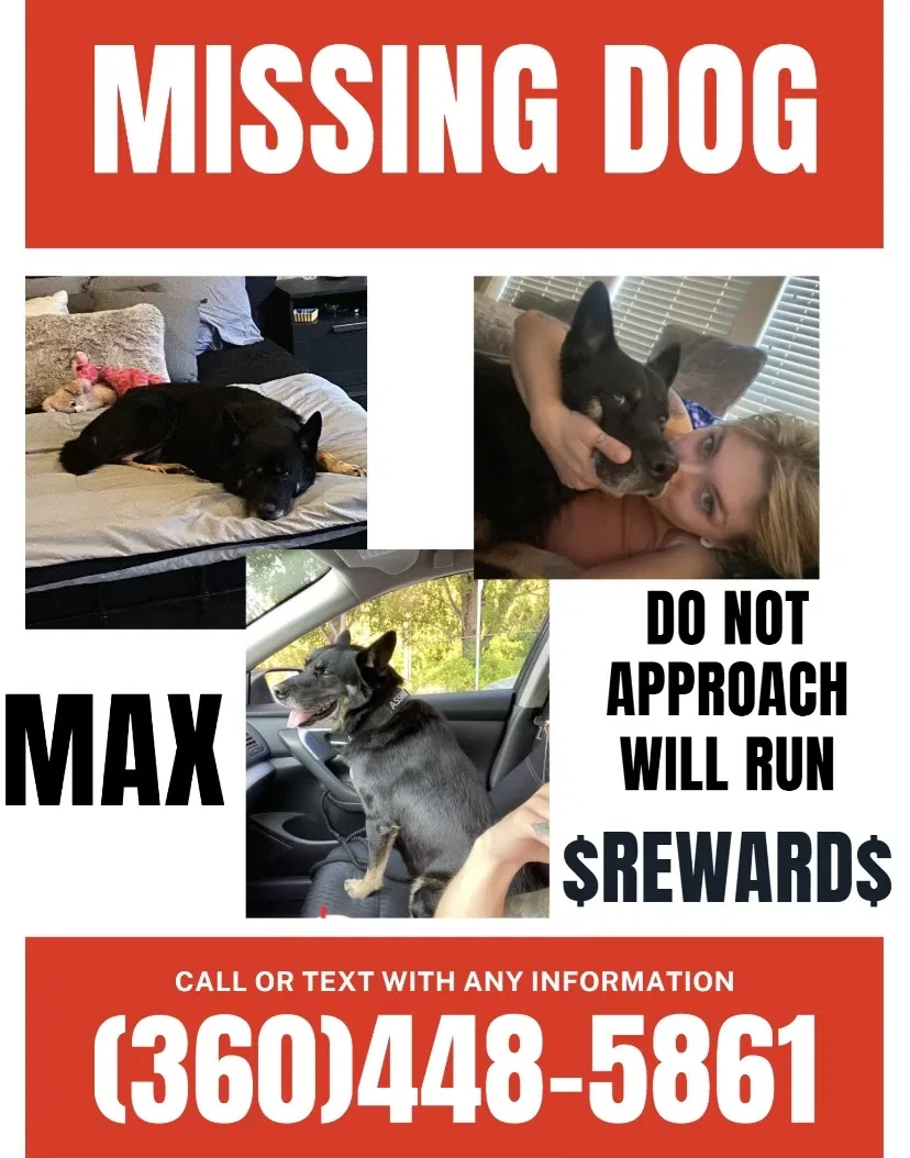 Lost dog in Vancouver, WA, 98686