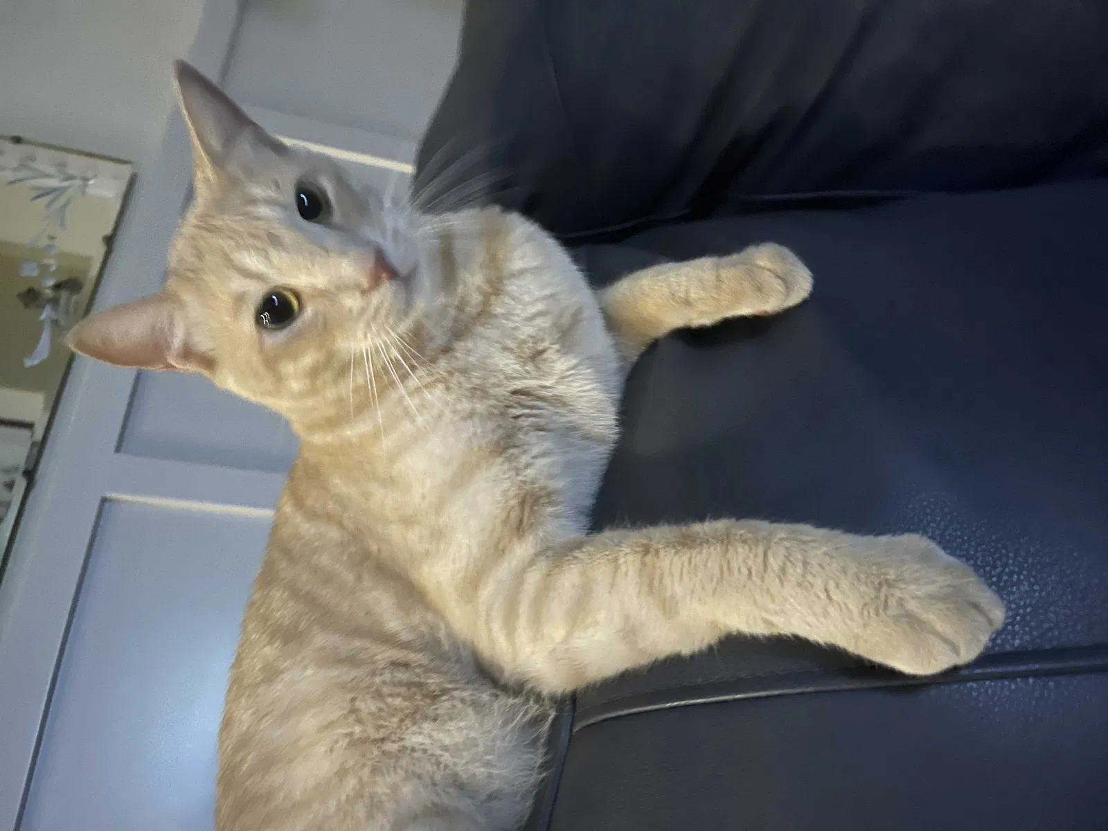 Lost cat in Henderson, NV, 89074