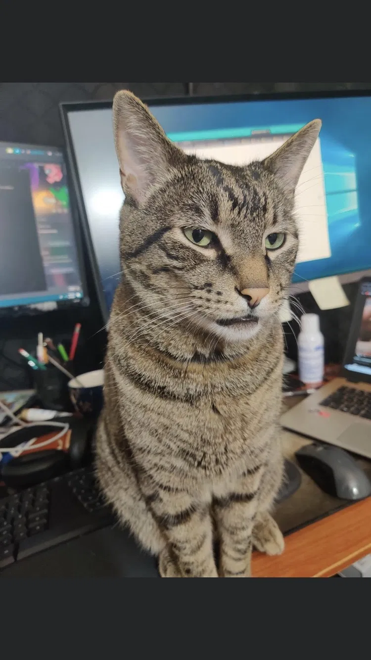 Lost cat in Nampa, ID, 83687