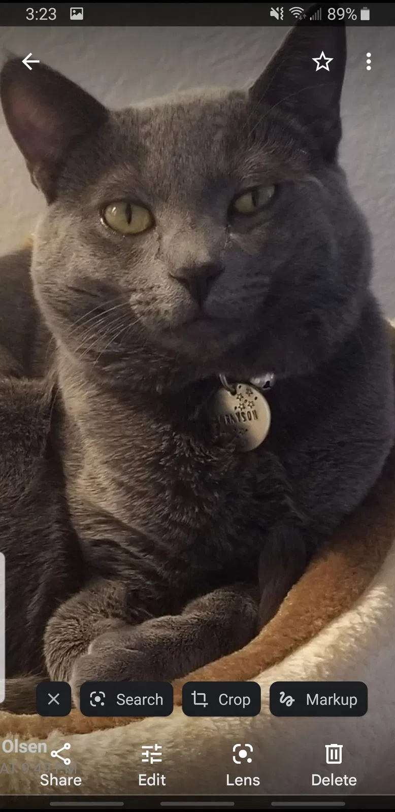 Lost cat in Yorba Linda, CA, 92887