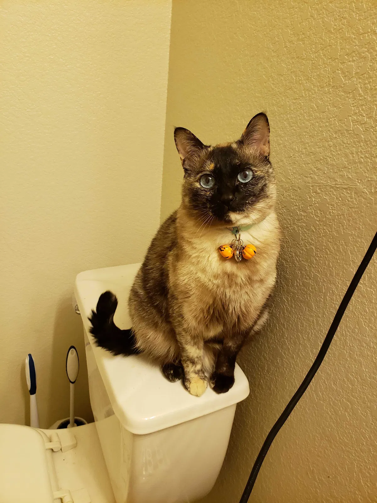Lost cat in Nolanville, TX, 76559