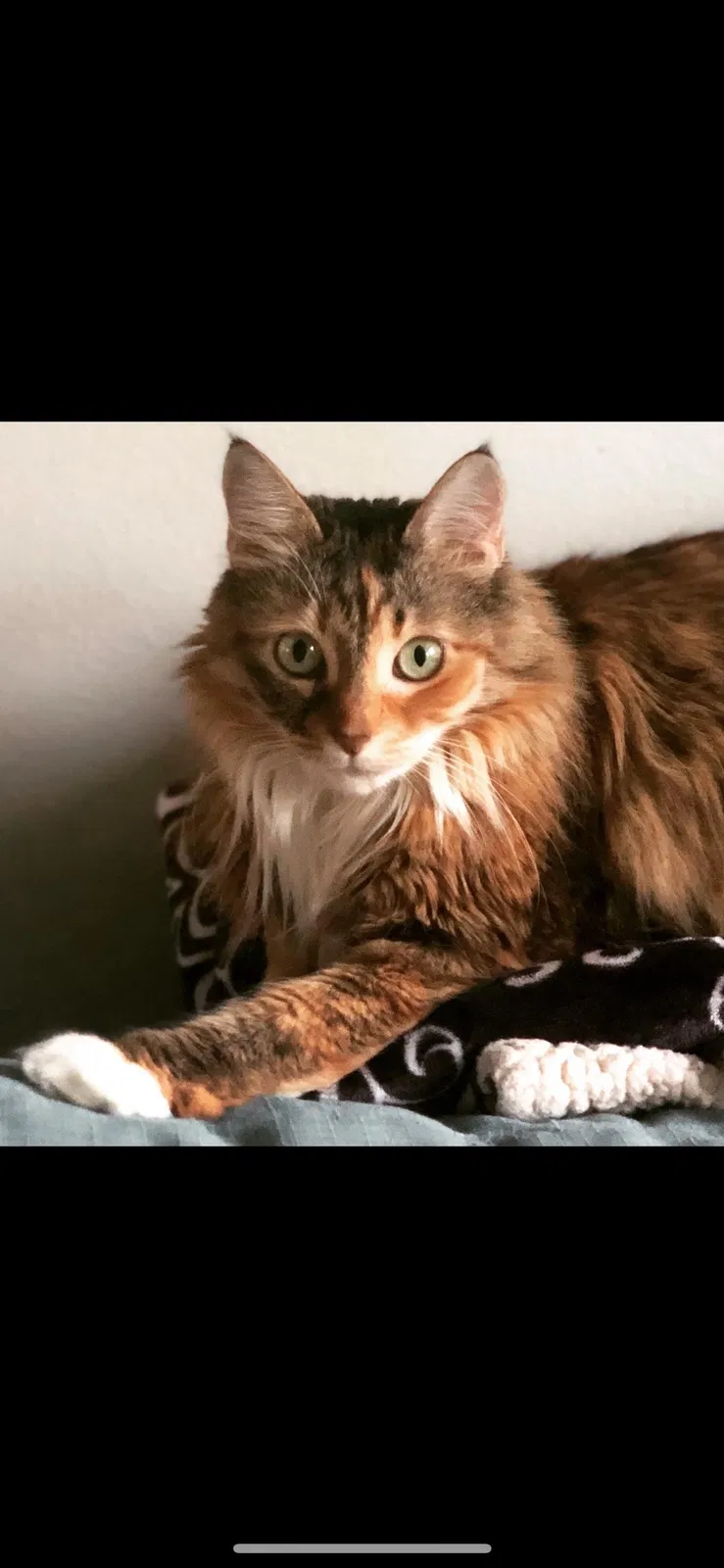 Lost cat in Portland, OR, 97225