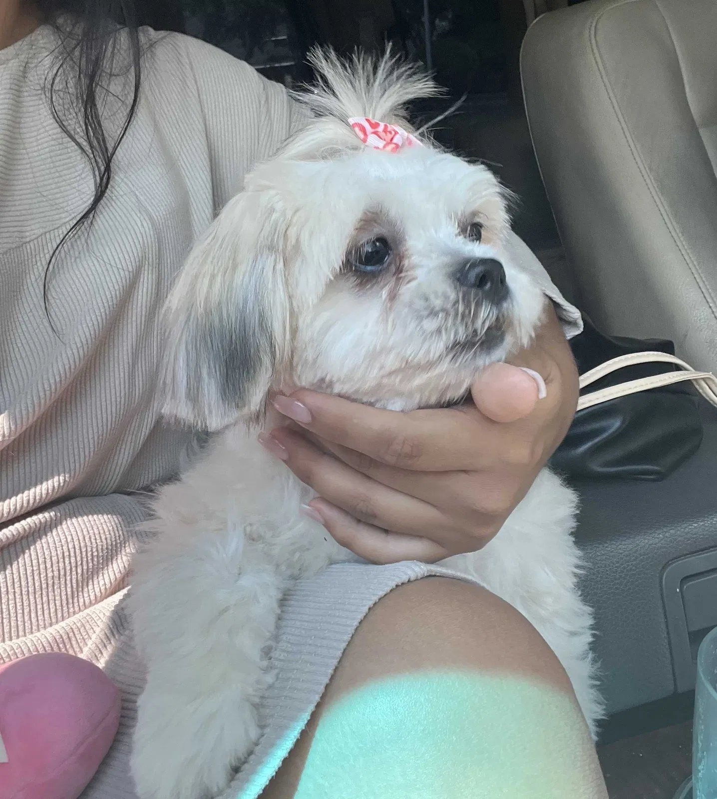 Lost dog in Houston, TX, 77084