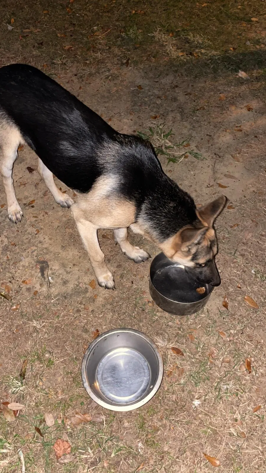 Lost dog in Tallahassee, FL, 32310