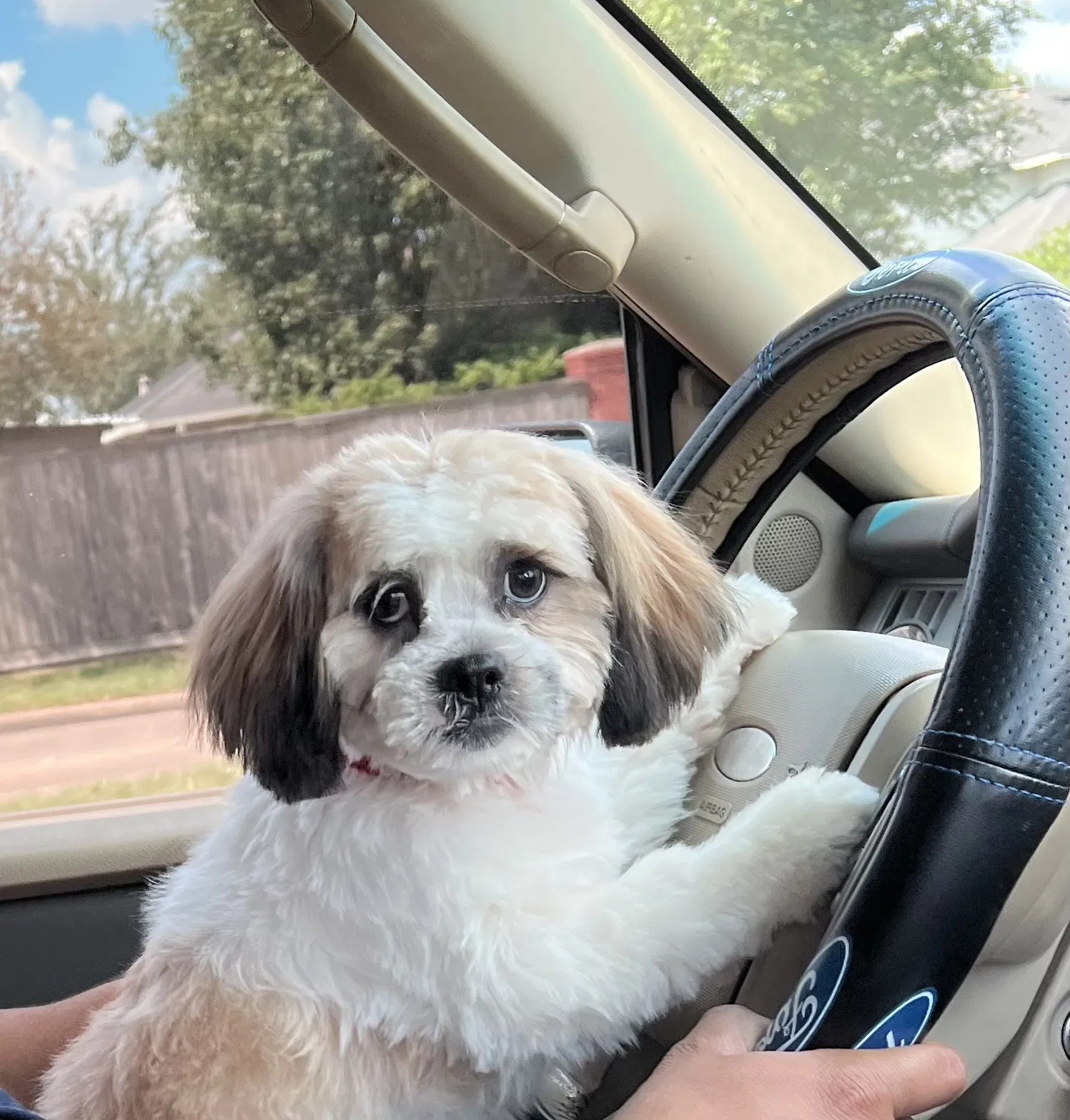 Lost dog in Houston, TX, 77084