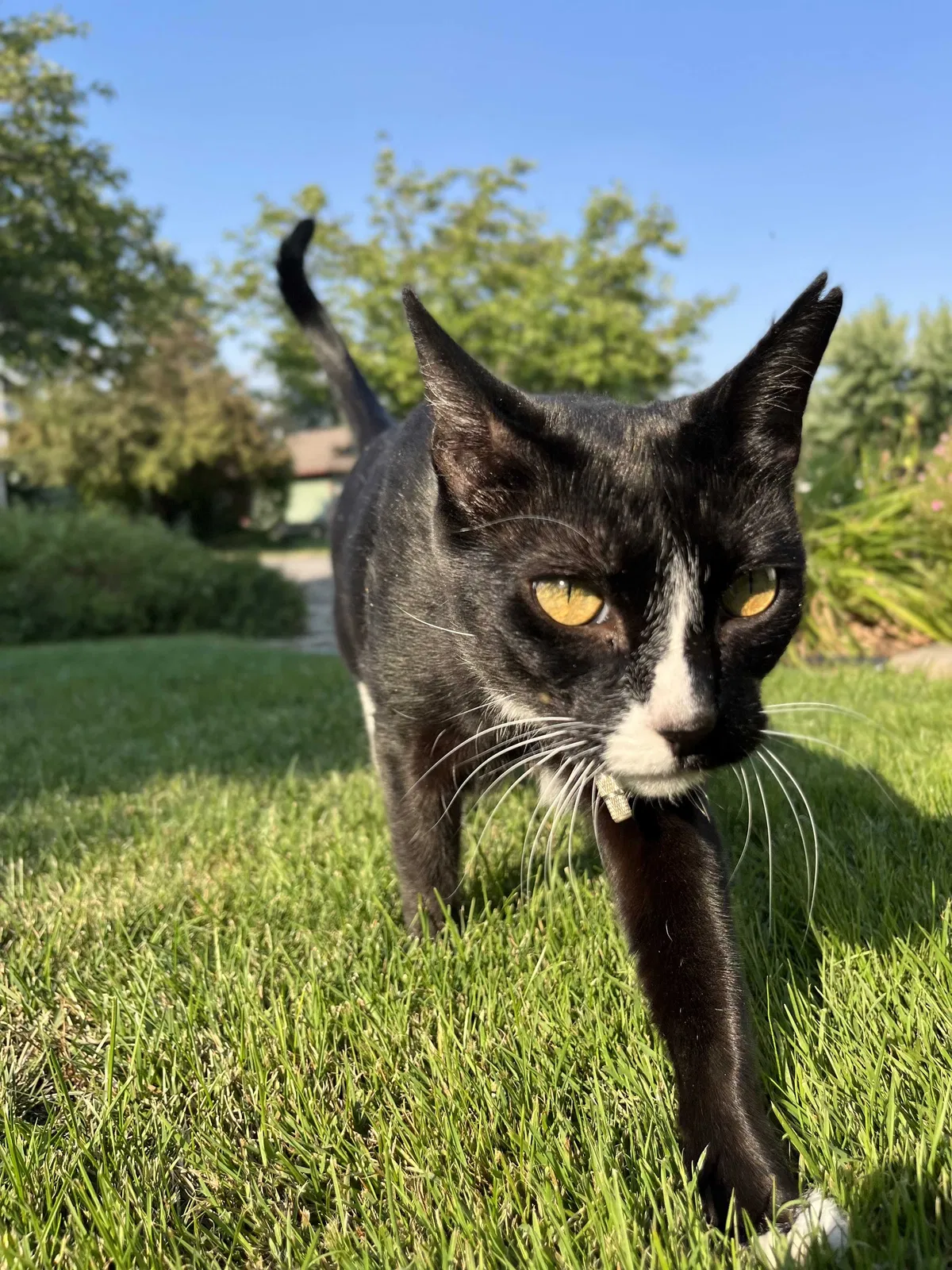 Lost cat in Coeur D Alene, ID, 83815