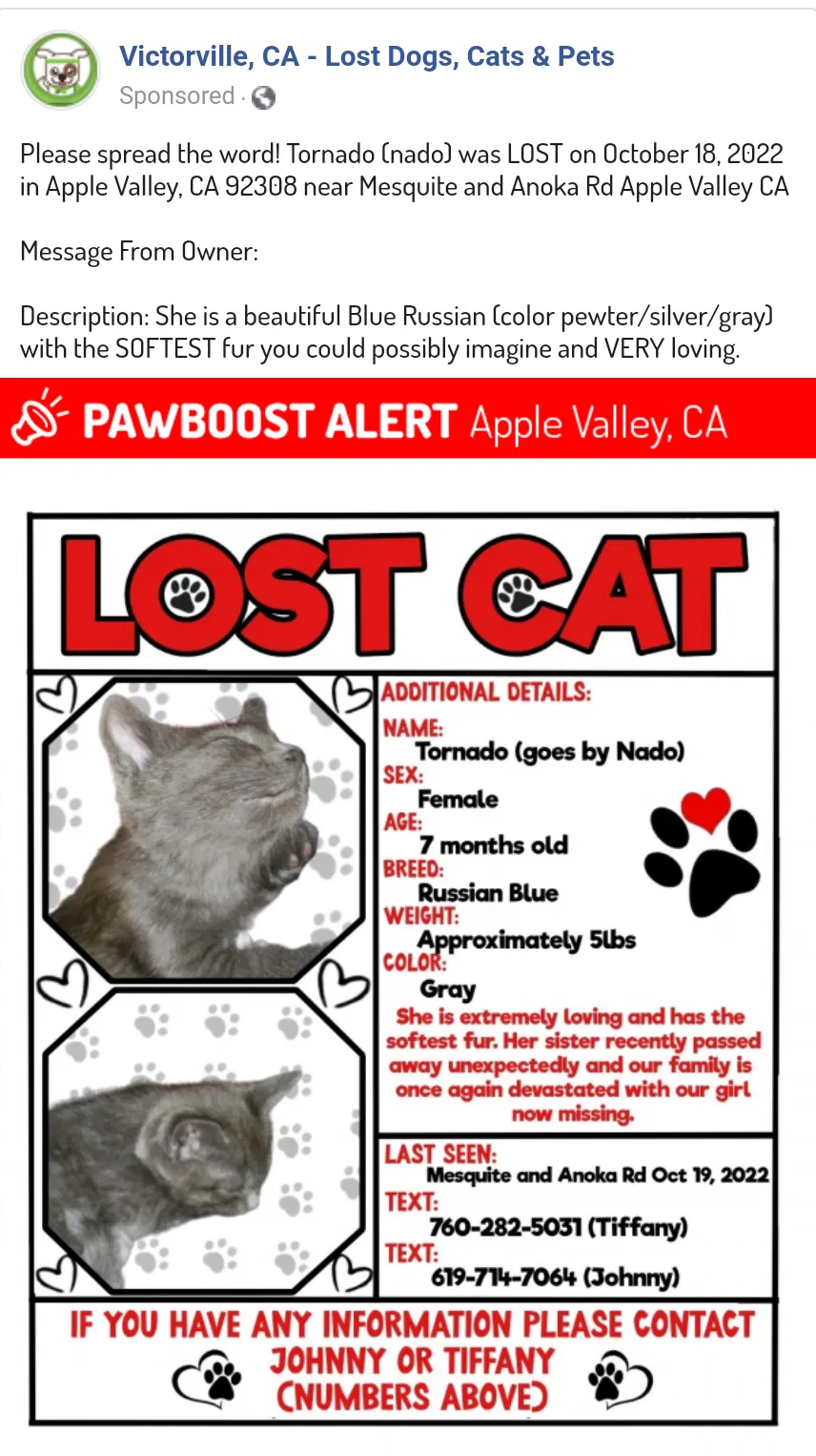 Lost cat in Apple Valley, CA, 92308