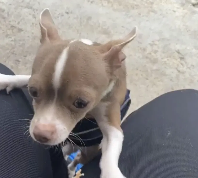 Lost dog in Miami, FL, 33162