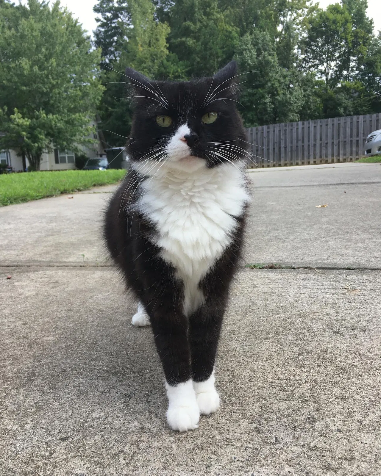 Lost cat in Charlotte, NC, 28227