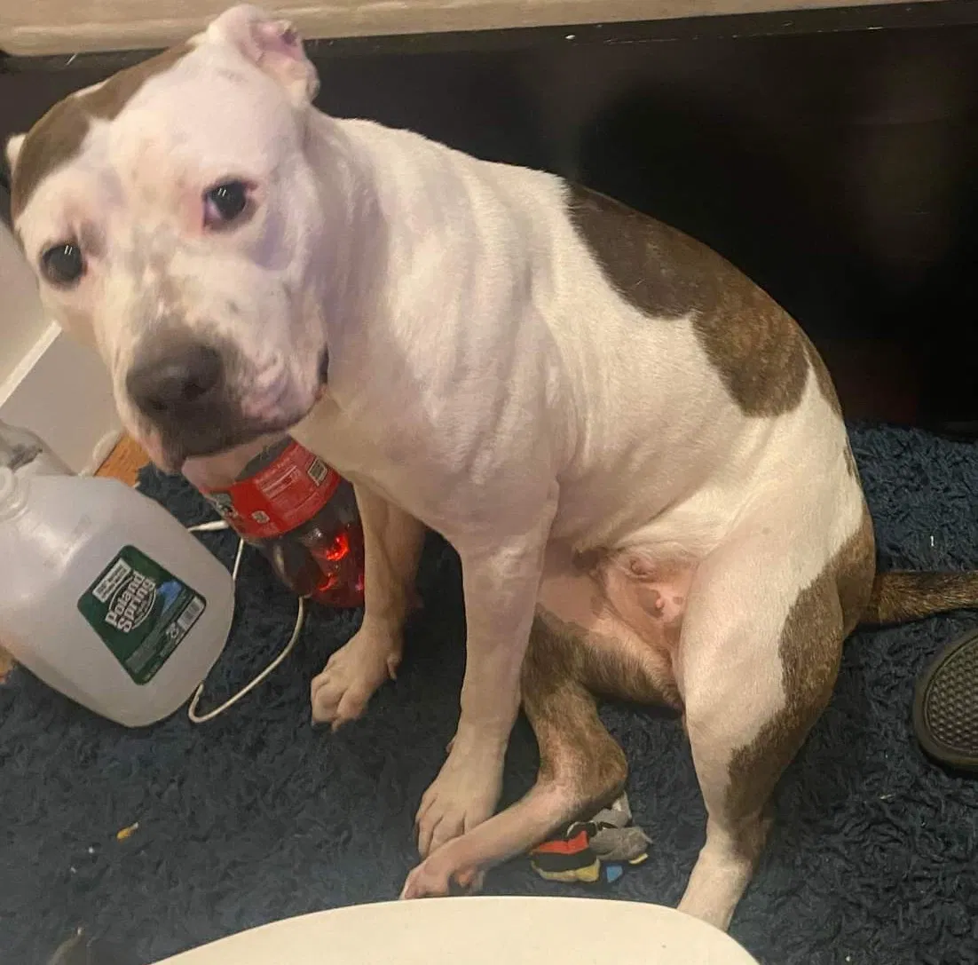 Lost dog in Brooklyn, NY, 11221