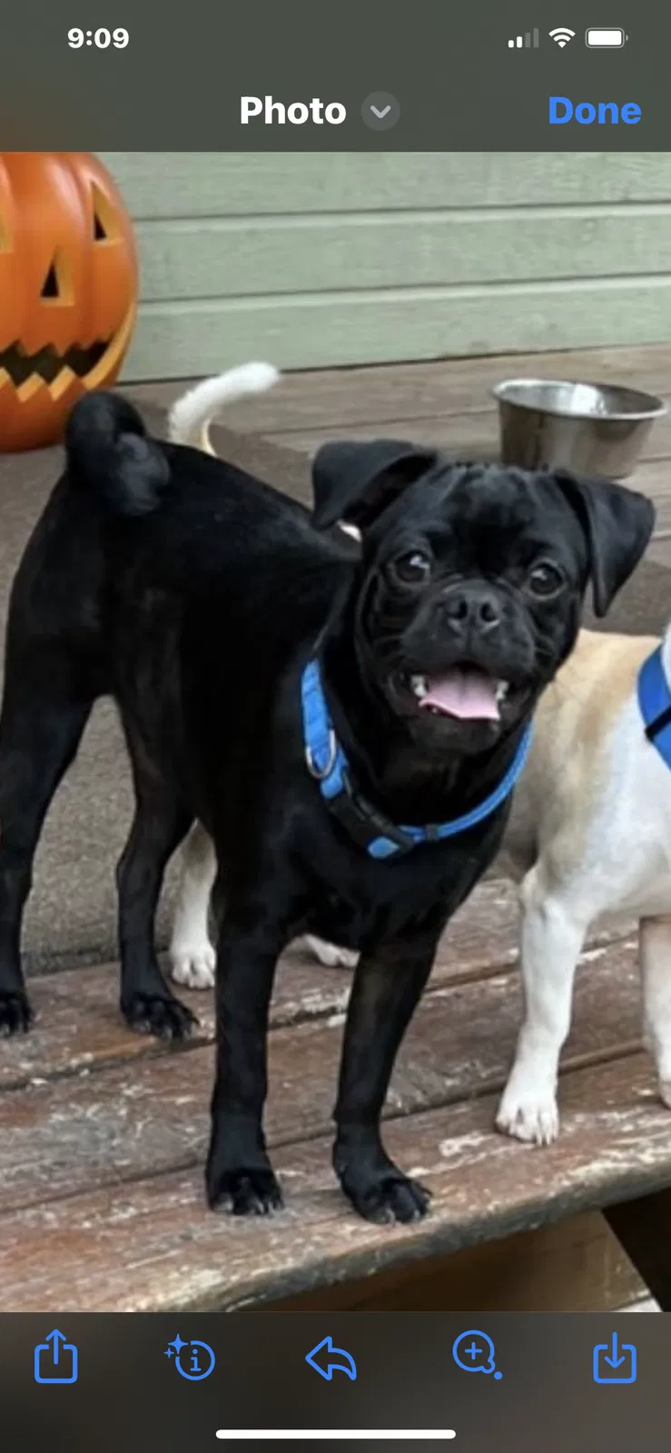 Lost dog in Mission, TX, 78572