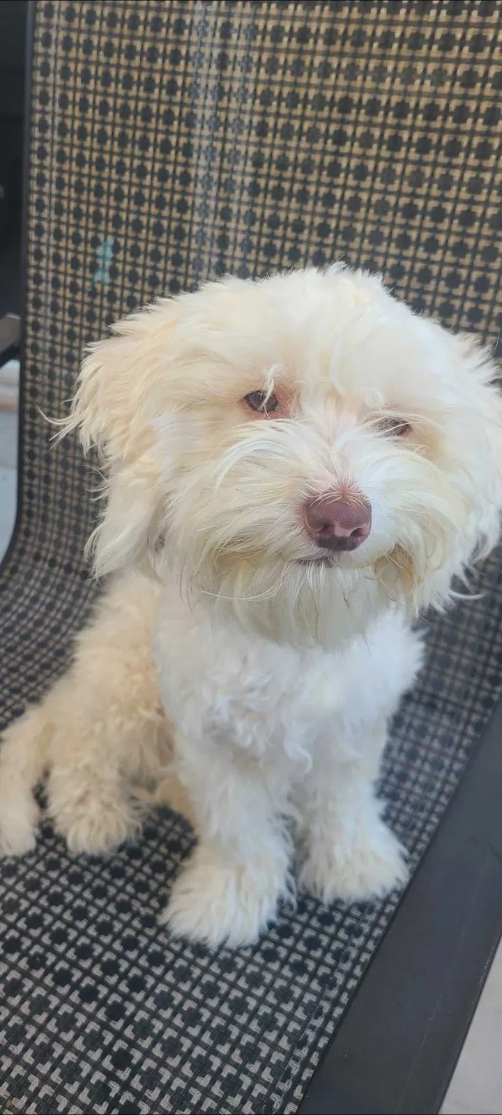 Lost dog in Westminster, CA, 92683