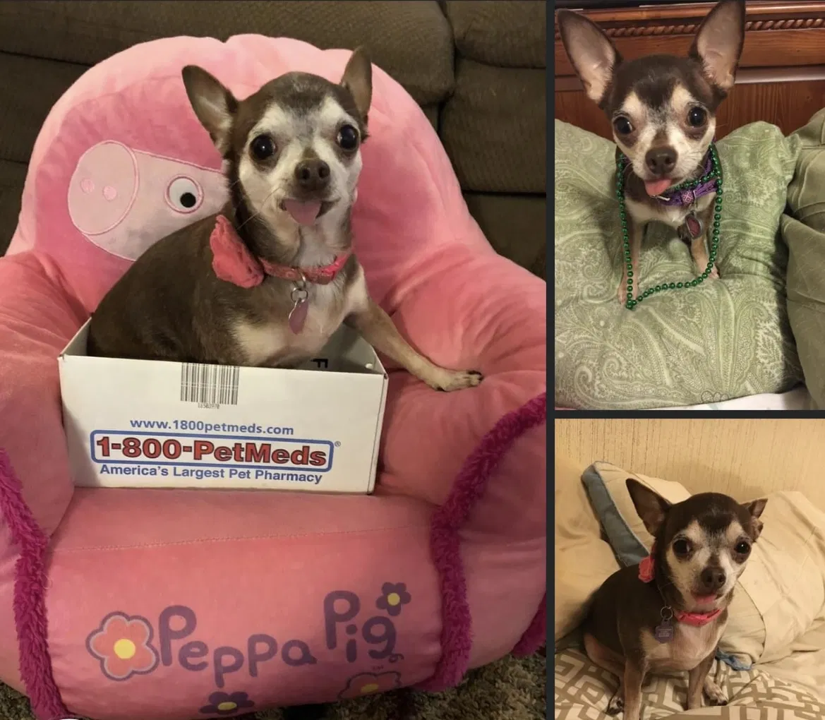 Lost dog in Walterboro, SC, 29488